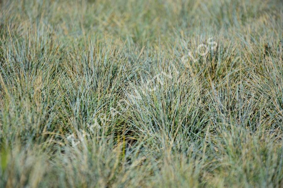 Kostřava popelavá 'Blauglut' - Festuca cinerea 'Blauglut'