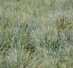 Kostřava popelavá 'Blauglut' - Festuca cinerea 'Blauglut'