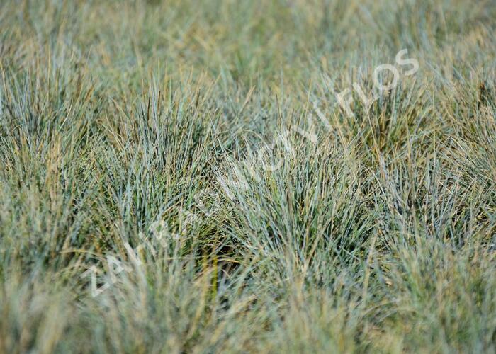 Kostřava popelavá 'Blauglut' - Festuca cinerea 'Blauglut'