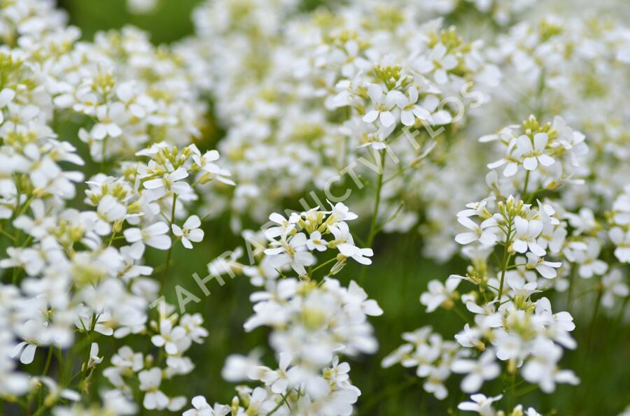 Huseník výběžkatý 'Neuschnee' - Arabis procurrens 'Neuschnee'
