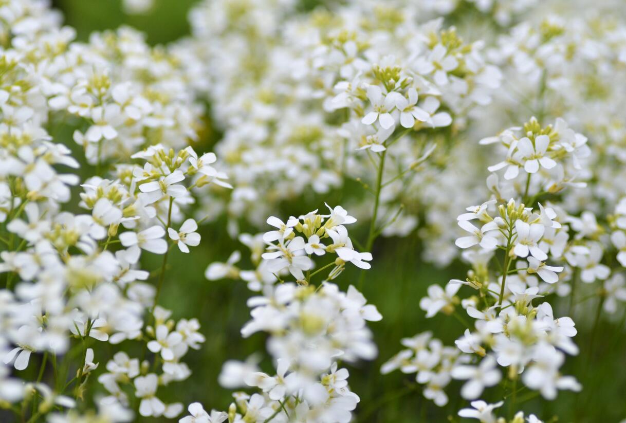 Huseník výběžkatý 'Neuschnee' - Arabis procurrens 'Neuschnee'