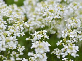 Huseník výběžkatý 'Neuschnee' - Arabis procurrens 'Neuschnee'