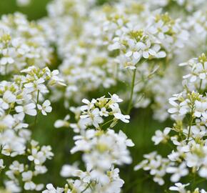 Huseník výběžkatý 'Neuschnee' - Arabis procurrens 'Neuschnee'