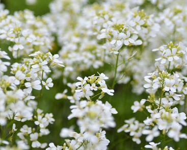 Huseník výběžkatý 'Neuschnee'
