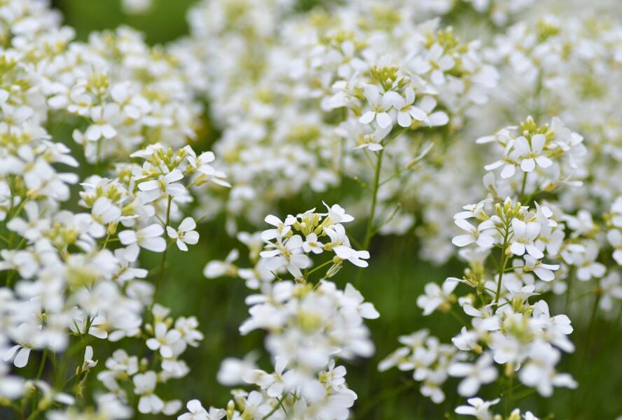Huseník výběžkatý 'Neuschnee' - Arabis procurrens 'Neuschnee'
