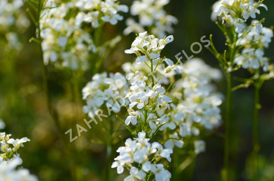 Huseník výběžkatý 'Neuschnee' - Arabis procurrens 'Neuschnee'