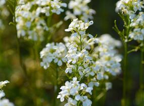 Huseník výběžkatý 'Neuschnee' - Arabis procurrens 'Neuschnee'