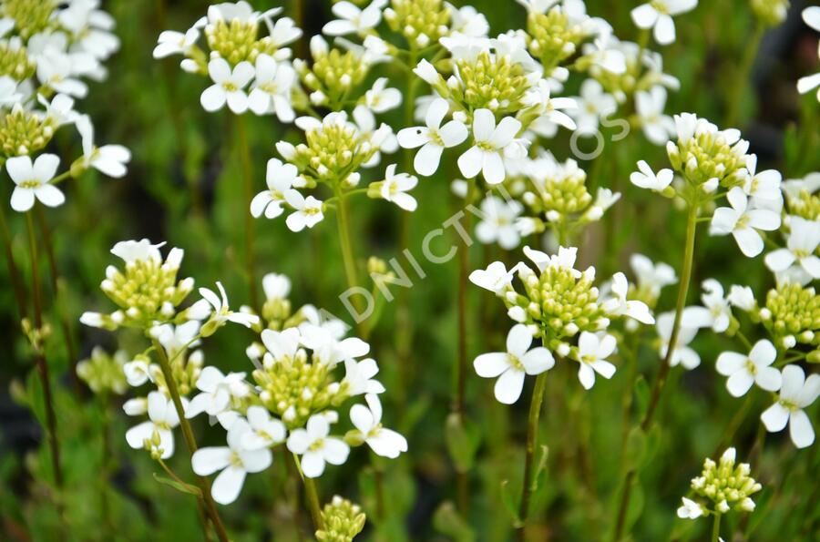 Huseník výběžkatý 'Neuschnee' - Arabis procurrens 'Neuschnee'