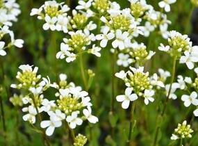 Huseník výběžkatý 'Neuschnee' - Arabis procurrens 'Neuschnee'