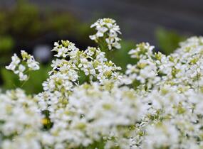 Huseník výběžkatý 'Neuschnee' - Arabis procurrens 'Neuschnee'