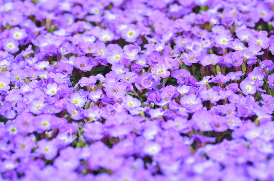 Tařička kosníkovitá 'Axcent Blue with Eye' - Aubrieta deltoides 'Axcent Blue with Eye'