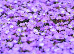 Tařička kosníkovitá 'Axcent Blue with Eye' - Aubrieta deltoides 'Axcent Blue with Eye'