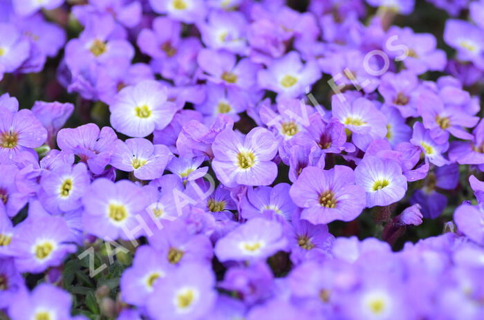 Tařička kosníkovitá 'Axcent Blue with Eye' - Aubrieta deltoides 'Axcent Blue with Eye'