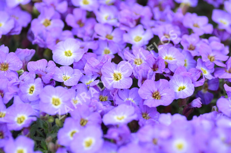 Tařička kosníkovitá 'Axcent Blue with Eye' - Aubrieta deltoides 'Axcent Blue with Eye'