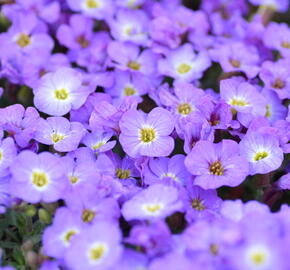 Tařička kosníkovitá 'Axcent Blue with Eye' - Aubrieta deltoides 'Axcent Blue with Eye'