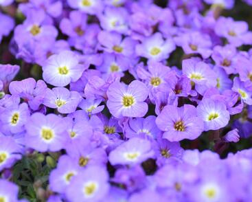 Tařička kosníkovitá 'Axcent Blue with Eye'
