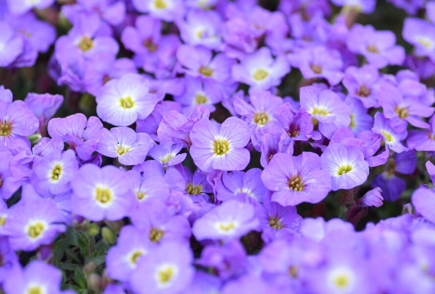Tařička kosníkovitá 'Axcent Blue with Eye' - Aubrieta deltoides 'Axcent Blue with Eye'