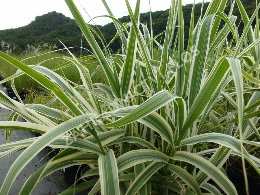 Trsť rákosovitá 'Variegata' - Arundo donax 'Variegata'