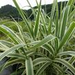 Trsť rákosovitá 'Variegata' - Arundo donax 'Variegata'