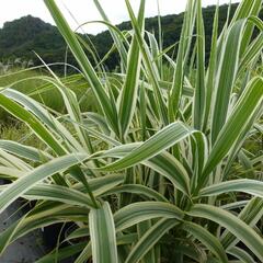 Trsť rákosovitá 'Variegata' - Arundo donax 'Variegata'