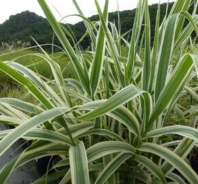 Trsť rákosovitá 'Variegata' - Arundo donax 'Variegata'