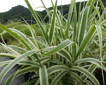 Trsť rákosovitá 'Variegata'