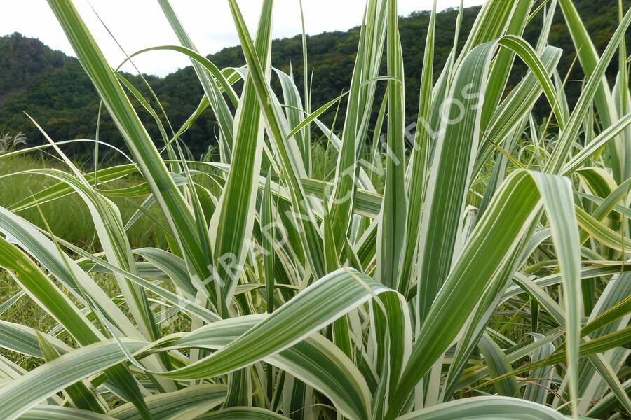 Trsť rákosovitá 'Variegata' - Arundo donax 'Variegata'