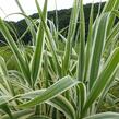 Trsť rákosovitá 'Variegata' - Arundo donax 'Variegata'