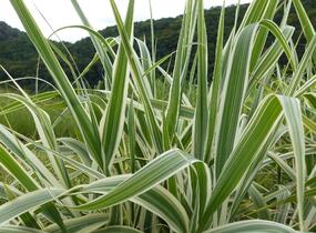 Trsť rákosovitá 'Variegata' - Arundo donax 'Variegata'