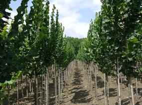 Jilm 'Columella' - Ulmus 'Columella'