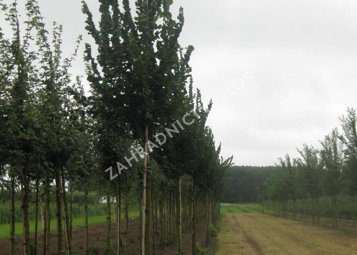 Jilm 'Columella' - Ulmus 'Columella'
