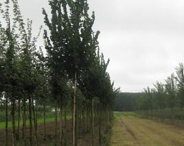 Jilm 'Columella'