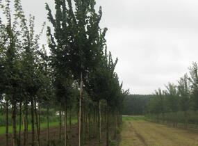 Jilm 'Columella' - Ulmus 'Columella'