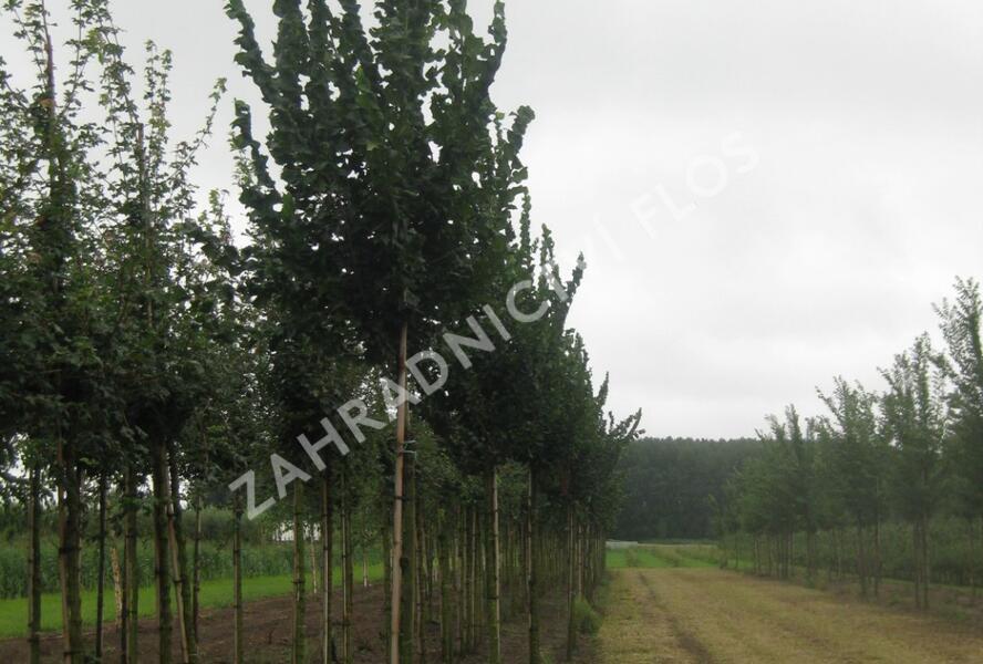 Jilm 'Columella' - Ulmus 'Columella'