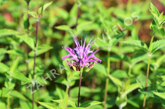 Zavinutka - Monarda menthifolia