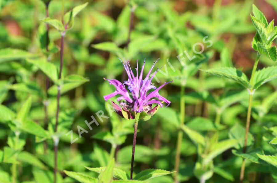 Zavinutka - Monarda menthifolia