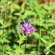 Zavinutka - Monarda menthifolia