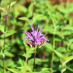 Zavinutka - Monarda menthifolia