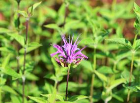 Zavinutka - Monarda menthifolia