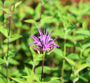 Zavinutka - Monarda menthifolia