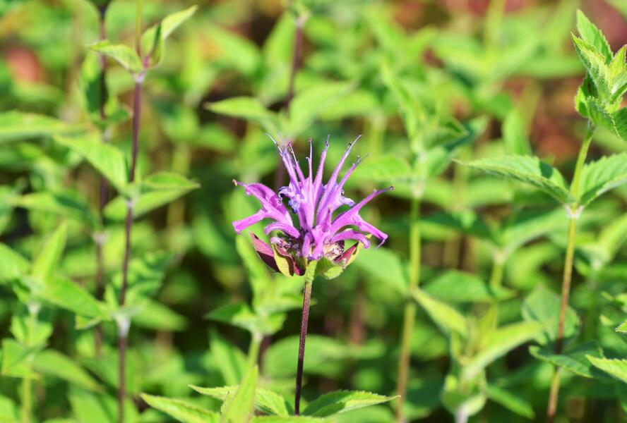 Zavinutka - Monarda menthifolia