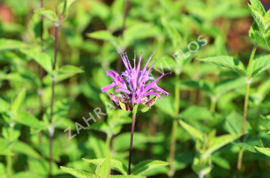 Zavinutka - Monarda menthifolia