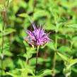 Zavinutka - Monarda menthifolia