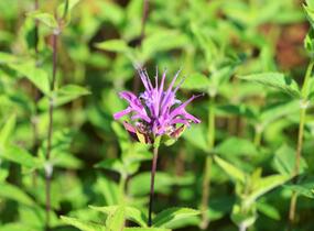 Zavinutka - Monarda menthifolia