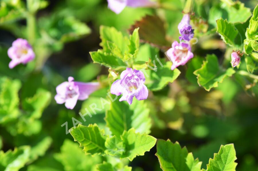 Marulka velkokvětá - Calamintha grandiflora