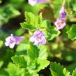 Marulka velkokvětá - Calamintha grandiflora