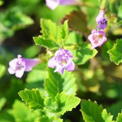 Marulka velkokvětá - Calamintha grandiflora