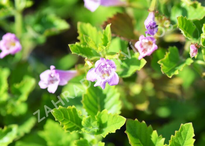 Marulka velkokvětá - Calamintha grandiflora