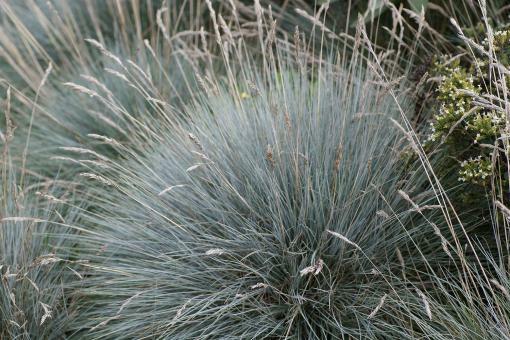 Kostřava Walliská 'Glaucantha' - Festuca valesiaca 'Glaucantha'