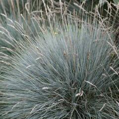 Kostřava Walliská 'Glaucantha' - Festuca valesiaca 'Glaucantha'